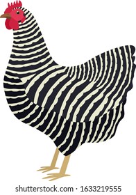 The Plymouth Rock Breed of domestic chicken Vector illustration Isolated object Organic farm set