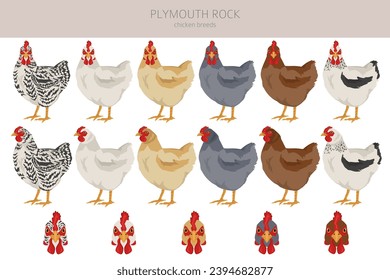 Plymouth Rock Chicken breeds clipart. Poultry and farm animals. Different colors set.  Vector illustration