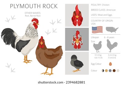 Plymouth Rock Chicken breeds clipart. Poultry and farm animals. Different colors set.  Vector illustration