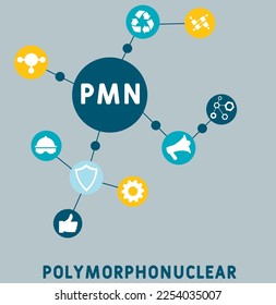 Acrónimo de PMN PolyMorphoNuclear. fondo de concepto de negocio. concepto de ilustración vectorial con palabras clave e iconos. ilustración con iconos para banner web, volante