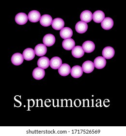 Pneumococci structure. Bacteria pneumococcus. Infographics. Vector illustration on isolated background.