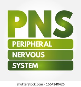 PNS - Peripheral Nervous System acronym, medical concept background