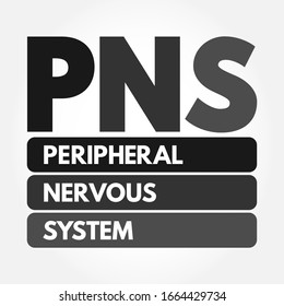 pns images stock photos vectors shutterstock https www shutterstock com image vector pns peripheral nervous system acronym medical 1664429734