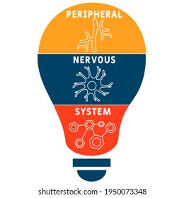 PNS - Acrónimo del Sistema Nervioso Periférico. fondo de concepto de negocio.  concepto de ilustración vectorial con palabras clave e iconos. ilustración con iconos para banner web, volante, página de inicio