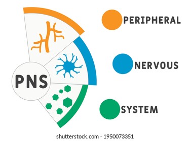 PNS - Peripheral Nervous System  acronym. business concept background.  vector illustration concept with keywords and icons. lettering illustration with icons for web banner, flyer, landing page