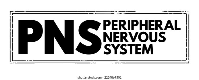 PNS Peripheral Nervous System - responsible for relaying information between your body and brain, acronym text concept stamp