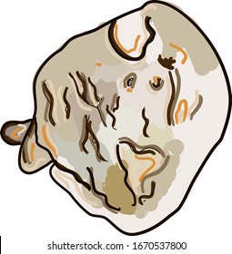 Poached eggs, illustration, vector on white background.