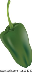 Poblano pepper green classic. Vector illustration of a poblano pepper unripe