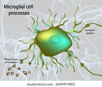 Pocesses of microglia cell. Detailed 3D scientific illustration of a microglial cell in the brain, showing its core functions including phagocytosis of pathogens and interaction with damaged synapses.