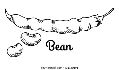 Pod of beans and seeds. Isolated with the inscription