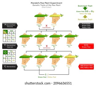 Pod Color Genetic Trait Pea Plant Mendel Experiment Infographic Diagram cross pollination pure bred parent generation hybrid dominant green recessive yellow biology science education vector