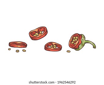Pod of red chili peppers cut in rings, hand drawn engraving style colored vector illustration isolated on a white background. Pieces of red bitter pepper.