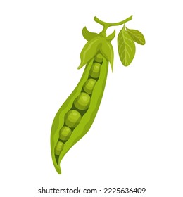 Pod de guisantes verdes maduros. Gráficos vectoriales.