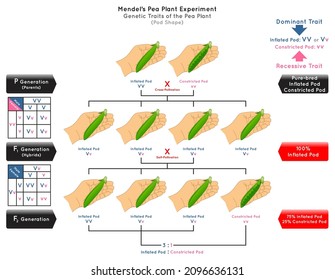 Pod Shape Genetic Trait Pea Plant Mendel Experiment Infographic Diagram Cross Pollination Pure Bred Parent Generation Hybrid Dominant Inflated Recessive Constricted Biology Science Education Vector