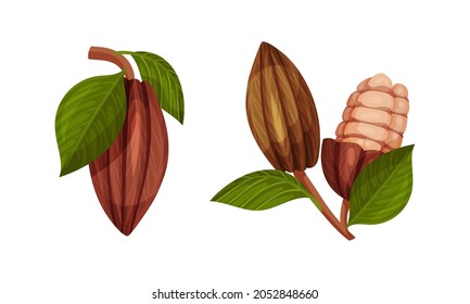 Pod of Theobroma Cacao with Cocoa Bean Inside as Aromatic Chocolate Ingredient Vector Set