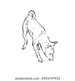 A podenco dog sniffing the floor to the right. Black and white hand drawn illustration vectorised in a rough sketch style.