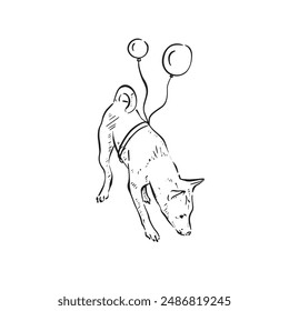 A podengo dog sniffing the floor with balloons tied around his waist. Black and white hand drawn illustration vectorised.