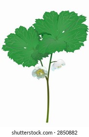 Podopfyllum. Drawing.