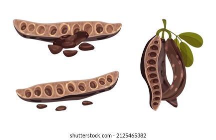 Pods of carob plant set. Organic healthy food vector illustration