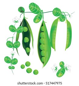 Pods of green peas, flowers and leaves On a white background vector design.