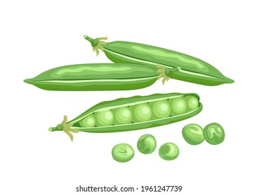Pods of green peas isolated on white background. Vector food illustration in cartoon flat style.