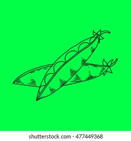 Pods of green peas isolated vector illustration. Vector line illustration on green background. 