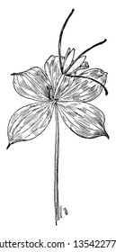 Pogonia Verticillata is a purple five leaf orchid; it is an orchid species native to eastern North America. The leaves are green above, waxy and a bit whitened below, vintage 
