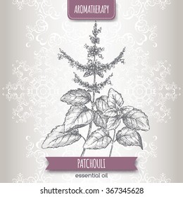 Pogostemon cablin aka Patchouli sketch on elegant lace background. Aromatherapy series. Great for traditional medicine, perfume design, cooking or gardening. 