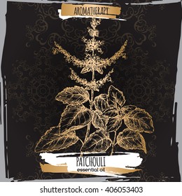 Pogostemon cablin aka Patchouli sketch on elegant black and golden lace background. Aromatherapy series. Great for traditional medicine, perfume design, cooking or gardening. 