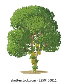Pohon Nangka (Means: Jackfruit Tree) is bearing fruit, vector illustration isolated on white background