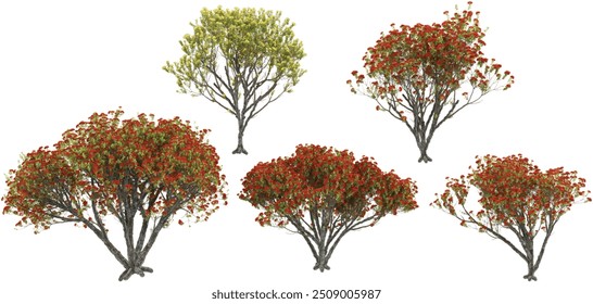 Árvores Pohutukawa com fundo transparente, renderização 3D, para ilustração, composição digital, visualização de arquitetura