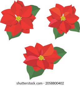 Poinsetia flower vector illustration. Christmas decor.