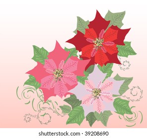  Poinsettia.