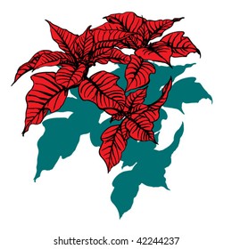 poinsettia