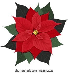 poinsettia