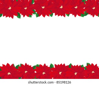poinsettia background