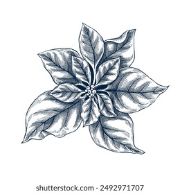 Poinsettia botanical hand drawn Isolated vector illustration. Christmas flower sketch template for card design invitation, packaging, label, poster, party, holiday decor. Engraving style xmas banner