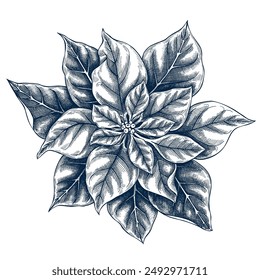 Poinsettia botanical hand drawn Isolated vector illustration. Christmas flower sketch template for card design invitation, packaging, label, poster, party, holiday decor. Engraving style xmas banner