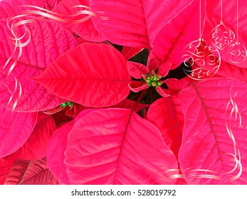 Poinsettia christmas card. 