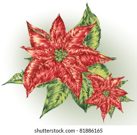Poinsettia / Christmas flower background