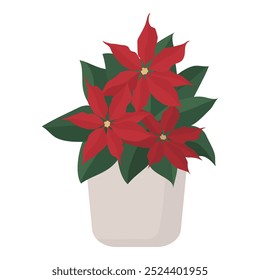 Poinsettia Natal envasado planta isolada, férias e conceito de celebrações