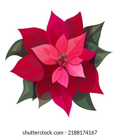 Poinsettia (Christmas Star), big red flower and leaves on white background. Digital realistic botanical illustration with Christmas decoration plant in watercolor style for design, vintage, vector