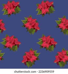 Poinsettia Christmas Star flowers seamless pattern on the blue background. Vector illustration in flat style for christmas wrapping and decoration