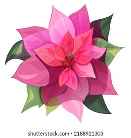 Poinsettia (Christmas Star), pink, red flower and leaves on white background. Digital realistic botanical illustration with Christmas decoration plant in watercolor style for design, vintage, vector