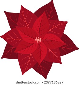 Poinsettia Christmas traditional plants. Hand drawn floral collection, holiday elements. Vector illustration isolated on white background.