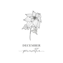 Poinsettia, December. Birth Flower. Hand Drawn Birth Flowers, Vector Graphics.
Floral Decorative Design Element.
Birth Month, Mother’s Day, Birth Announcement, Baby Gift, T-shirt Design, Print.