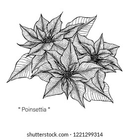 Poinsettia Drawing Illustration By Hand Drawn Line Art.