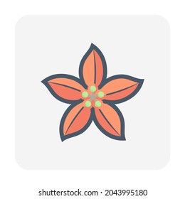 Poinsettia or Euphorbia pulcherrima vector icon. Flowering plants or decorative object for card, gift for celebration in event i.e. merry christmas, holiday, happy new year in december, winter season.