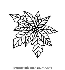 Poinsettia flower, Christmas star. Simple vector freehand drawing in black outline. For prints, postcard, label, coloring. New Years design.