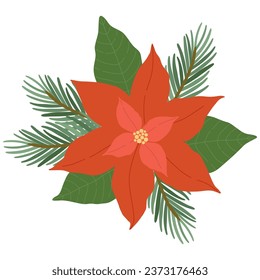 Poinsettia flower and fir branches isolated on white background for Christmas greeting cards. Winter vector illustration.